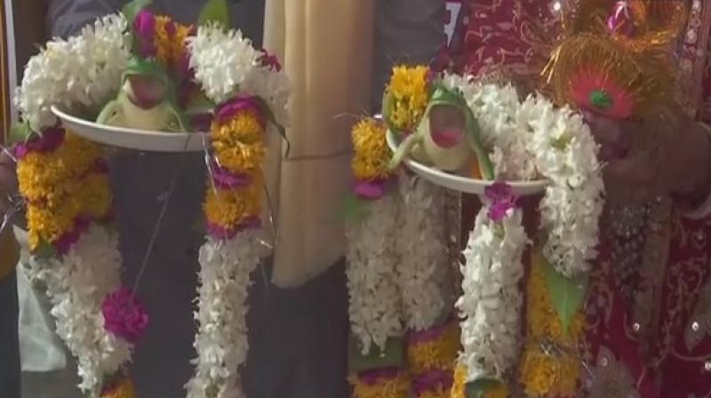The two plastic frogs were kept on decorated plates with garlands around the newlyweds. (Photo: ANI)