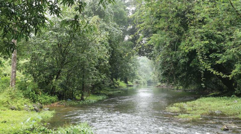 As per the crash guard rope fencing project, iron ropes will be connected with galvanized steel rods at height of three metres on the 1.3 kilometers stretch from Anakulam.