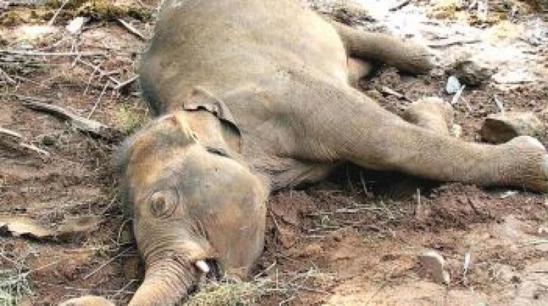 On July 8, a 25-year-old male elephant was found dead in a field after coming in contact with illegal power fence at Bommanahalli, a border village to Kundkere range of Bandipur National Park. (Representational Image)
