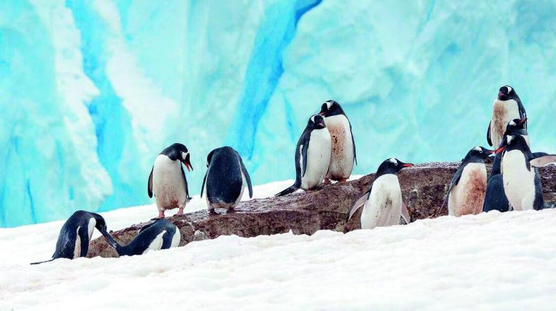 The travel enthusiast clicked these penguins during his trip