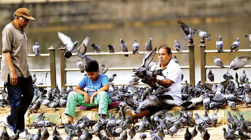 People feeding pigeons near Sankey Tank  in Bengaluru	R. Samuel