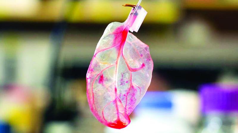 A decellularised spinach leaf that successfully pumped a red dye through its veins, simulating blood, oxygen and nutrients. (Courtesy: Worcester Polytechnic Institute.)