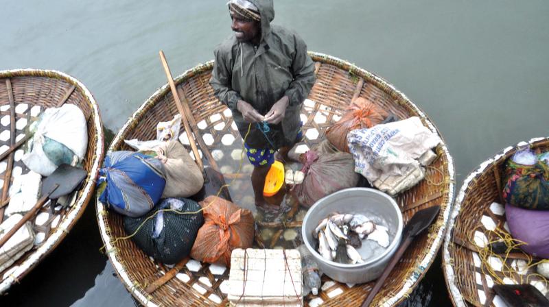 Fish caught from Kochi backwaters by traditional fishers from Karnataka using bamboo basket (Kutta Vanchi) is in big demand during the past few days amidst reports about formalin sprayed fish dominating the market  (Photo: SUNOJ NINAN MATHEW.)