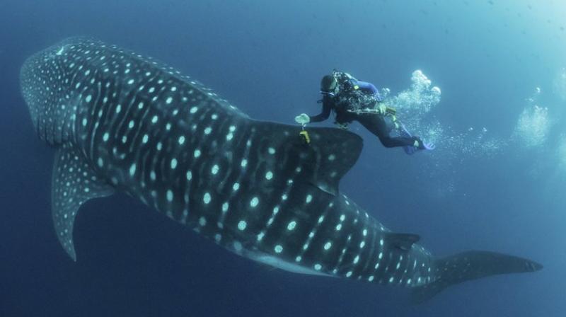The image provided by Simon Pierce, Jonathan Green checks on a fin-mounted satellite tag on a whale shark in the Galapagos Islands area of Ecuador. Despite typically being bigger than a double-decker bus, the elusive whale shark has only tiny, almost useless teeth. Its also one of the least understood animals in the ocean. (simonjpierce.com via AP)