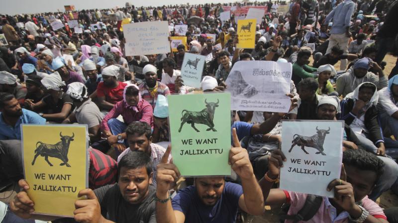 Protestors hold placards demanding Jallikattu. (Photo: PTI)