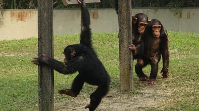 The chimps were gifted to the zoo after  delegates from Israel Nature and Parks Authority were impressed with the zoos vast space. (Photo: Pixabay)
