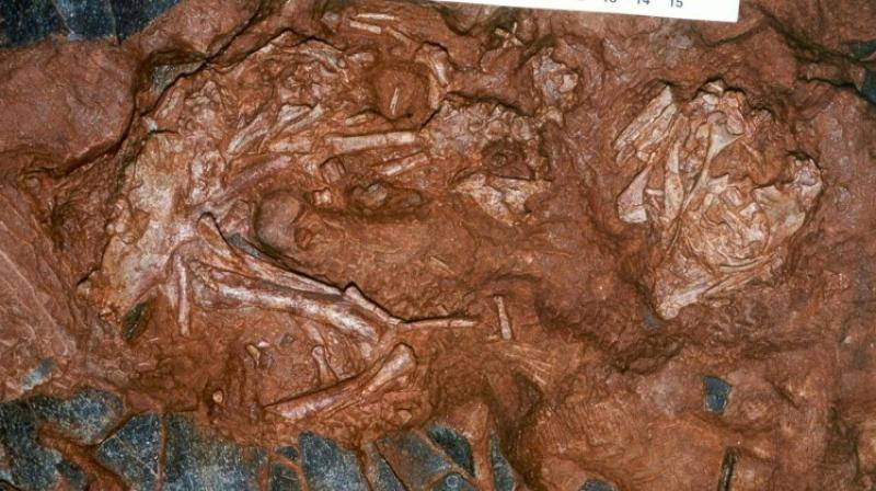 A 90 million-year-old embryo of Beibelong - \baby dragon from China\ - on top of eggshells (dark grey in colour) (Photo: AFP)