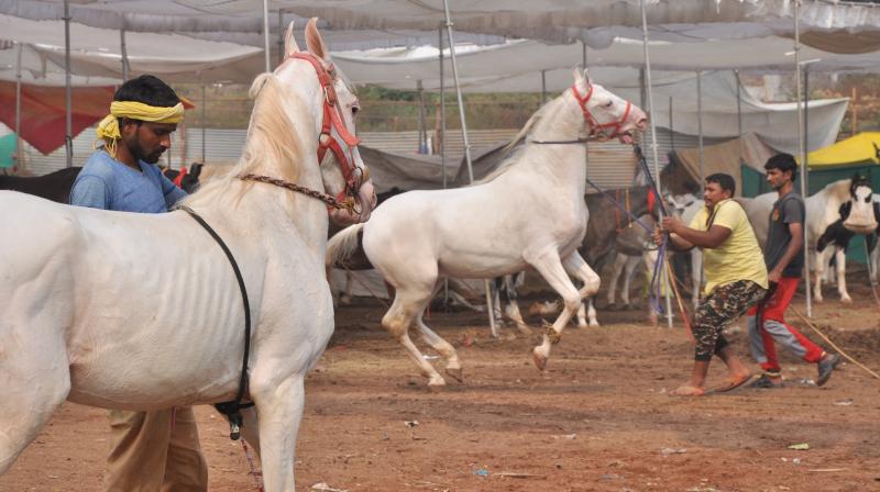 For more than 300 years, Sarangkheda, a village in Nandurbar district of Maharashtra, has been hosting Chetak Festival  a celebration of the finest equestrian breeds. A festival that lasts for a month, it is a rare, yet spectacular sight to witness more than 2000 majestic horses in a single location.