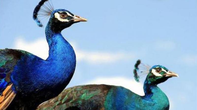 Tamil Nadu has peacock ghee sold openly (Photo: AFP)