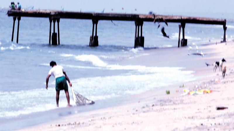 A man dumps slaughterhouse waste at the beach; (below) the waste inside bins. 	 (Photo: AKHIN DEV)