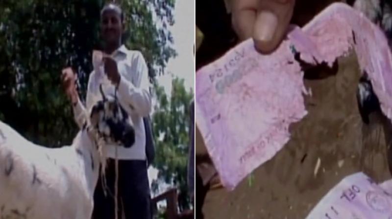 The farmer from Siluapur had kept 32 notes of Rs 2,000 in his pocket before he went for a bath but when he returned he found the notes all chewed up by the goat. (Photo: Twitter)