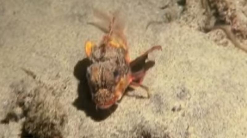 The orange-brown coloured fish appears to be walking on the ocean floor with short breaks with the help of supposedly evolved pectoral fins. (Photo: Youtube)