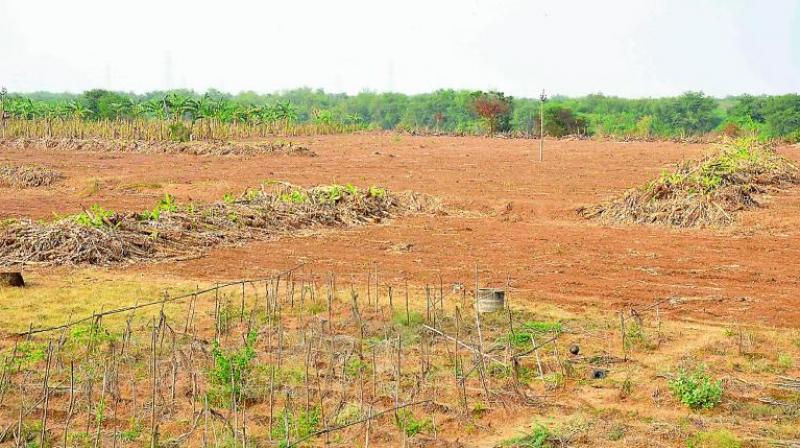 Ms Daisy also faced a criminal court proceeding for encroaching on yet another chunk of 38 acres in Pattighat reserve forest. (Representational image)