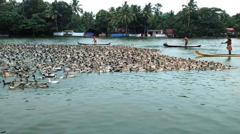With animal husbandry minister K. Raju on Wednesday announcing culling of all ducks in the bird flu-infected flocks, farmers of Kuttanad have lost all hopes.