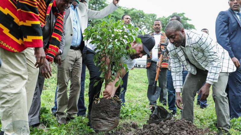 Plants 350 million trees in 12 hours, breaks world record: Ethiopia