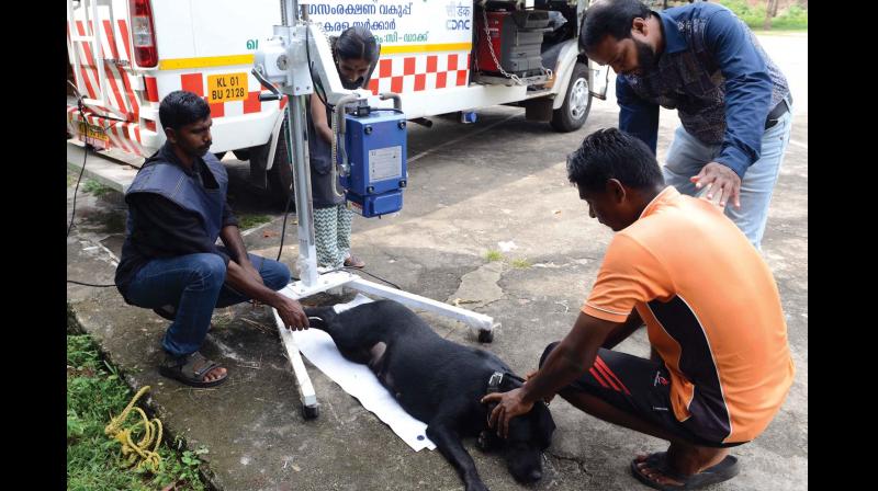 A sedated dog being treated at the mobile tele veterinary unit
