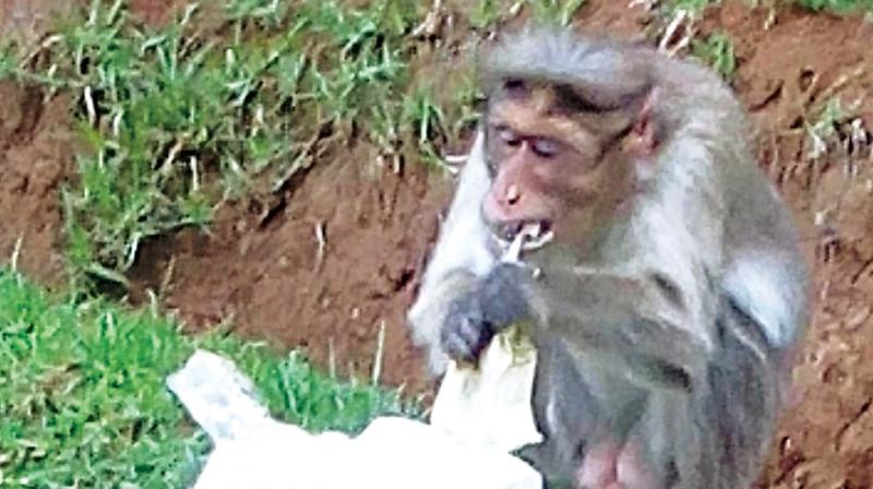 A monkey is seen eating a throwaway plastic bag with left over food in it near Thalaikundah area in Ooty.	(Photo : DC)