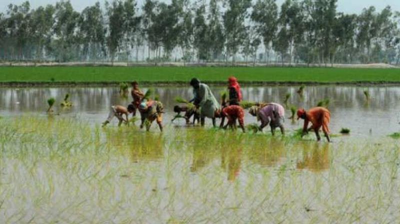 Rajahmundry: Farmers advised to go in for paddy crop