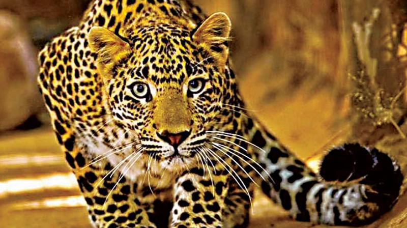 A two-year-old leopard was captured in Gulajanjihalli near Tavarekere on Wednesday morning.