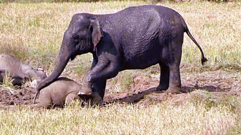 An elephant with dead calves in a field in Hassan district. (Photo: DC)