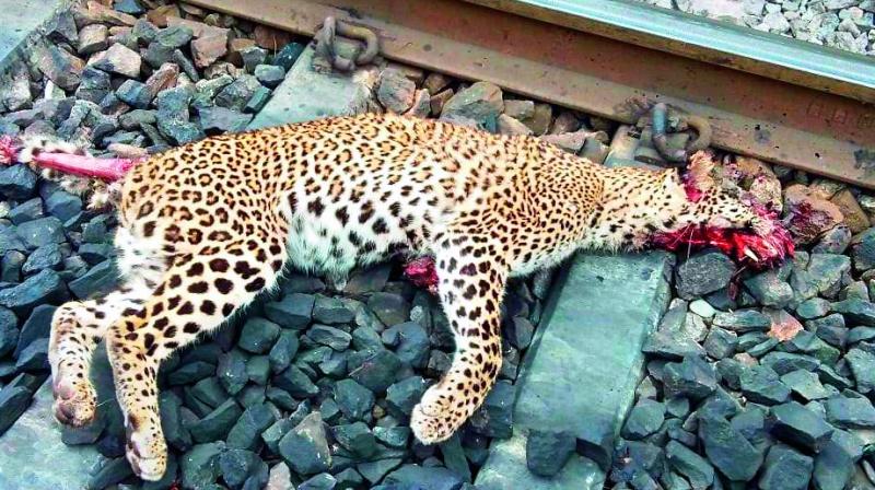 A year-old leopard was found dead on the railway tracks near Chelima in the Nandyal forest division on Friday.