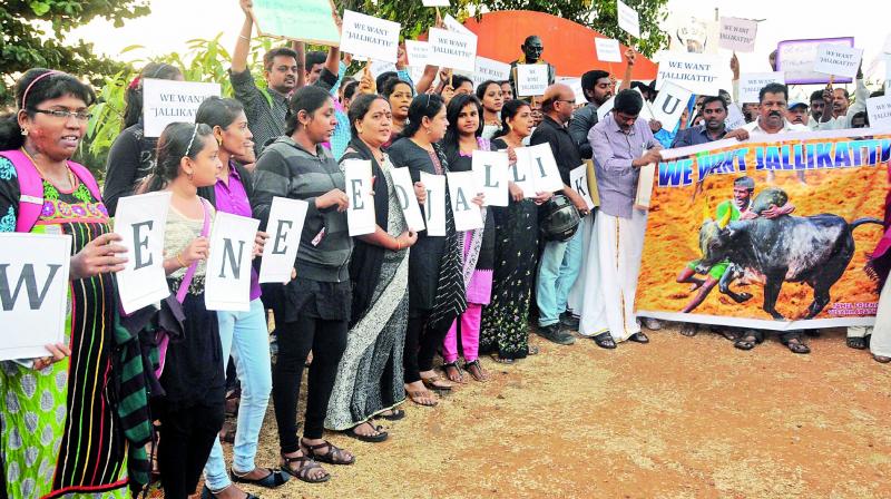 Tamilians settled in Visakhapatnam stage a protest in support of Jallikattu in Visakhapatnam on Friday. (Photo: DC)