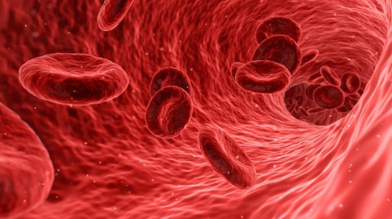 Study finds key to regenerating blood vessels. (Photo: Pixabay)