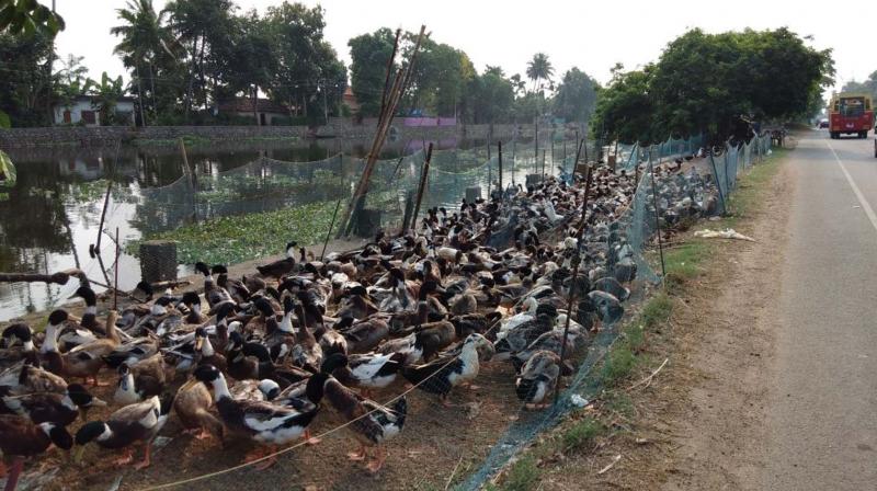 A flock of ducks on Alappuzha- Changanaserry Road.
