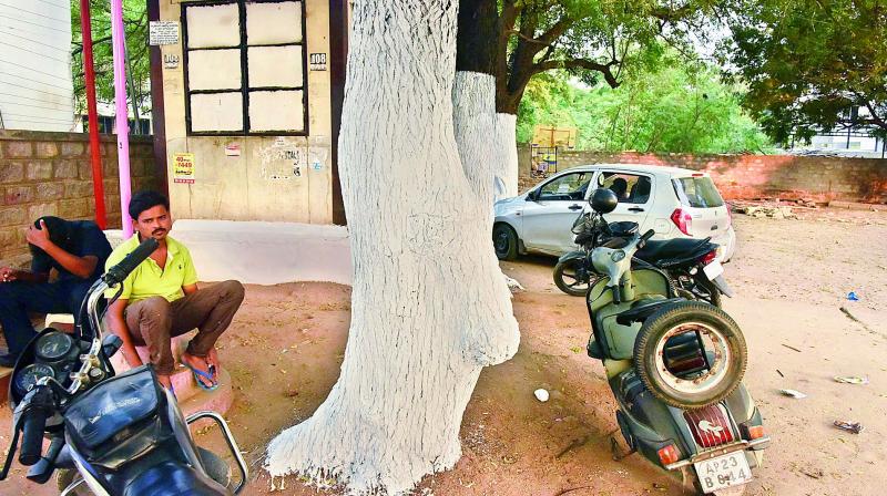 Trees with freshly-whitewashed trunks at Hitex gate in Hyderabad on Thursday. (Photo: DC)