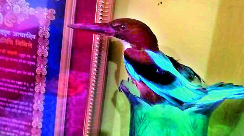 Kingfisher bird that was rescued by the GHSPCA aftre it was trapped in a synthetic cable at Attapur last week.