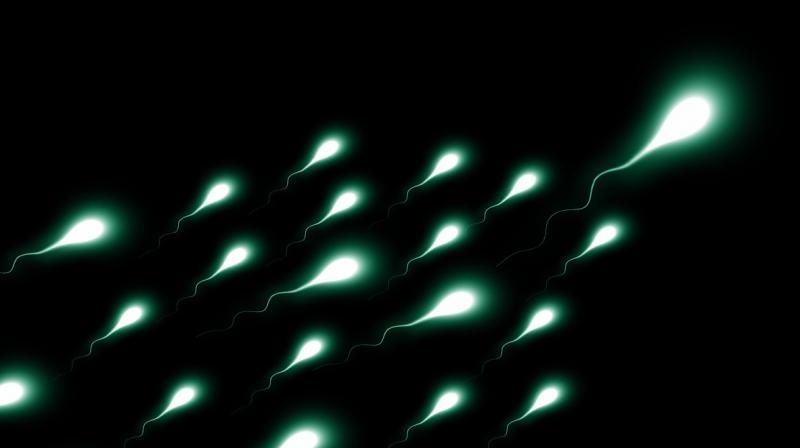 The study has helped bedunk the previously held assumption that it did not really matter which sperm fertilises an egg as long as it can fertilise it. (Photo: Representational/Pixabay)