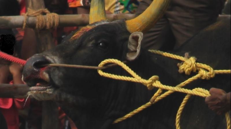 According to the video being circulated, the bulls were seen being hit, whipped, and poked with metal and wooden sticks inside the vaadi vaasal.