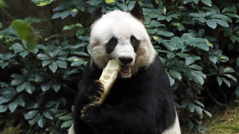 Giant panda Jia Jia eats bamboo next to her birthday cake made with ice and vegetables. (Photo: AP)