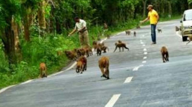 Motorists stop to feed monkeys on the Srisailam highway, exposing them to danger.
