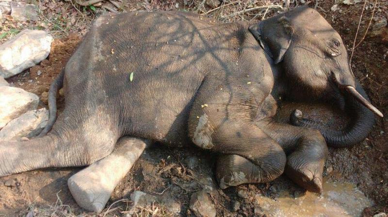 The carcass of the wild elephant which died due to severe heat in Kanakapura taluk of Ramanagar district