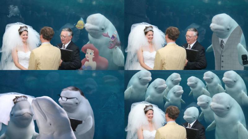 Beluga whale at wedding makes Photoshop artists go insane