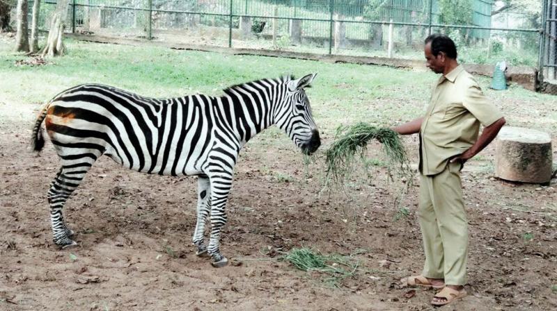 Seetha, the 25-year-old zebra along with her keeper Rajendran.
