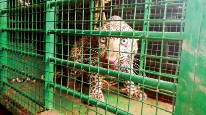 A strayed leopard rescued and shifted from a house at Nagenahalli, in Hassan on Friday	(Image: DC)