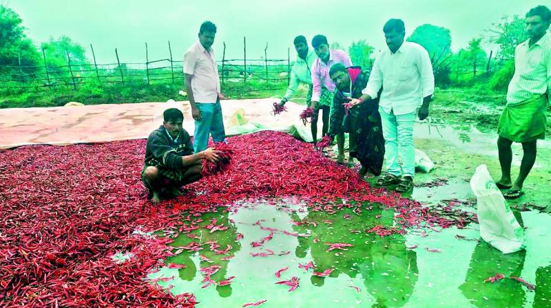 A farmer shows the drenched chillies at Mahadevpur in Jayashankar Bhupalpally district on Sunday. 	 DC