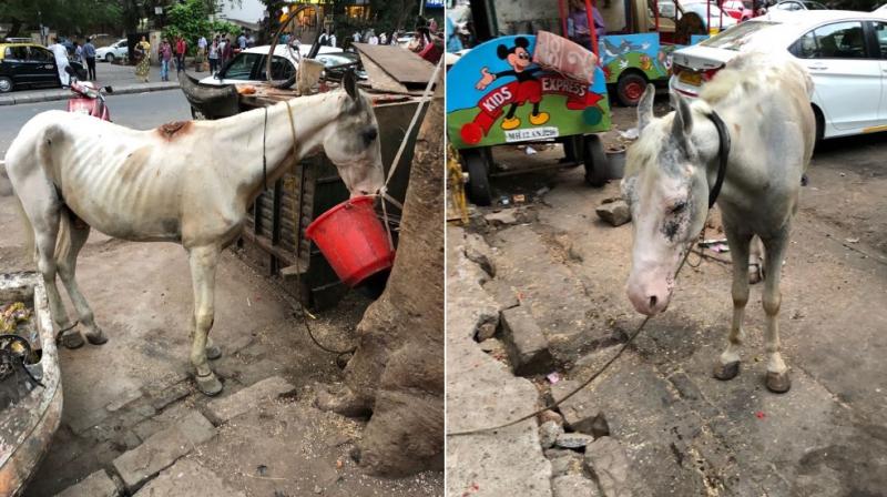 The Cuffe Parade police filed an First Information Report against the custodians of the horses under Sections 3, 11(1)(a), (f), (h) of the Prevention of Cruelty to Animals Act, 1960.