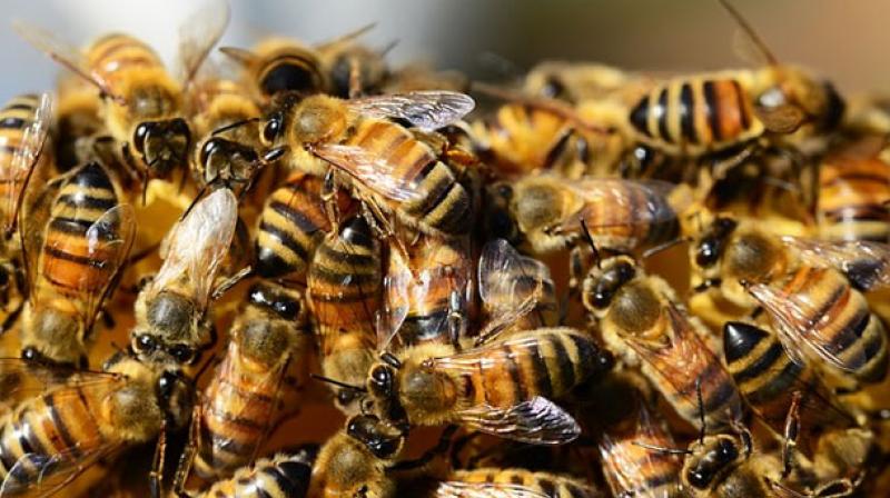 Around 20 children were injured by an attack  of honeybees at the GMR-run Chinmaya Vidyalaya near Shamshabad airport.