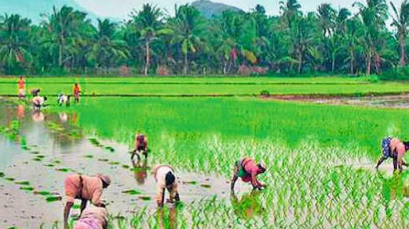 High Court had earlier ordered the authorities not to dispossess the farmers from their 241 acres till further orders. (Representational image)