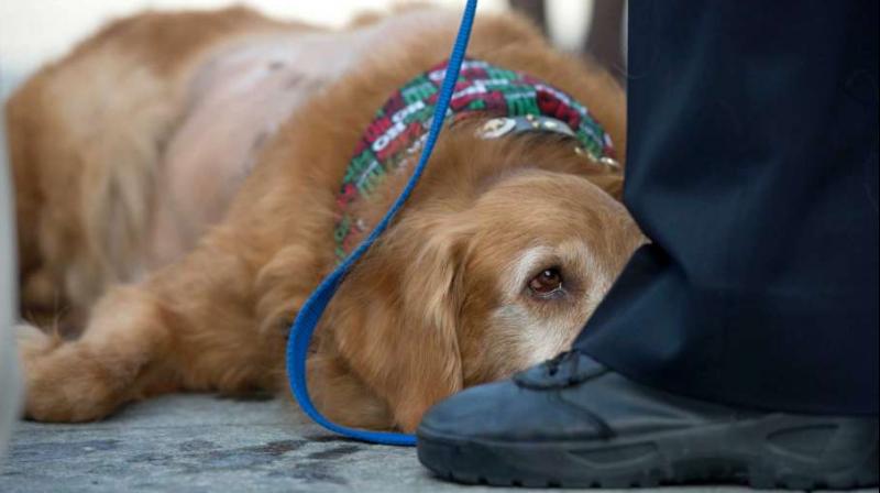 Henry, a golden retriever, attends an animal cruelty press conference in Newport Beach, Calif., on Wednesday, Dec. 14, 2016. (Photo: AP)