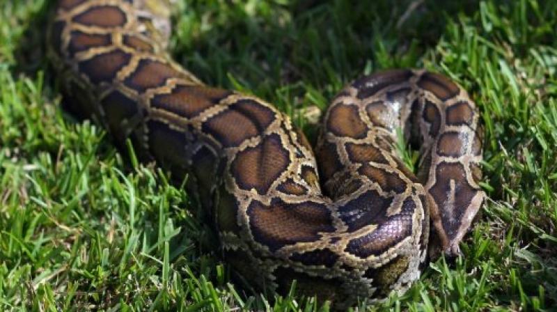 The python slithered its way into the woods (Photo: AFP)