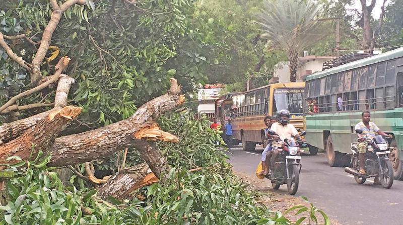 Another disaster scene caused by Cyclone Ochki, at Eraniel near Nagercoil. (Photo: DC)