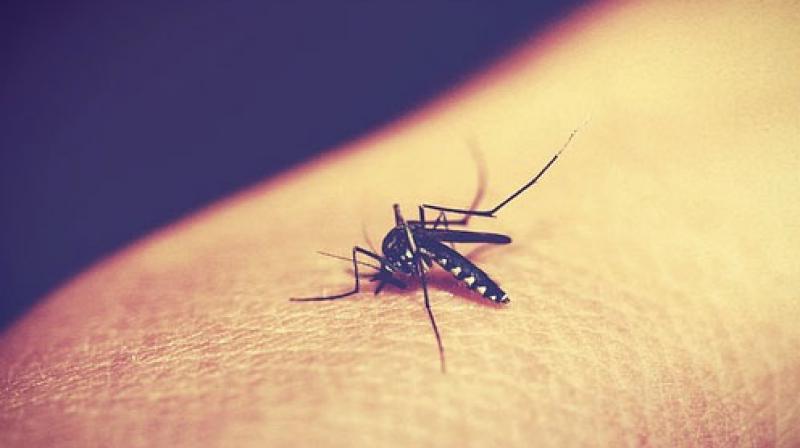 Five medical teams from Telangana are being sent to Khammam to identify the causes of dengue.