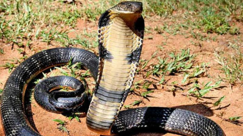 A man killed his wife by injecting her with snake venom at Yedida village of Mandapeta rural mandal, on October 22.