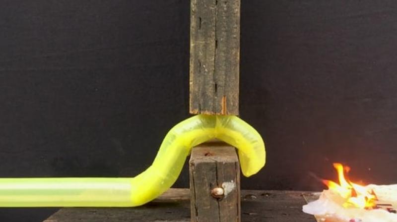 A newly developed vine-like robot can grow across long distances without moving its whole body. It could prove useful in search and rescue operations and medical applications. (Image: Stanford University)