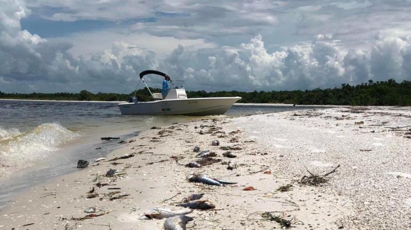 More than 100 tons of dead sea creatures have been shoveled up from smelly, deserted beaches in tourist areas along Floridas southwest coast this month alone. In just the past week, 12 dolphins have washed ashore dead in Sarasota County, typically the toll seen in an entire year. (Photo: AFP)