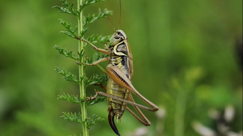 Adding crickets to your diet can be good for your gut. (Photo: Pixabay)